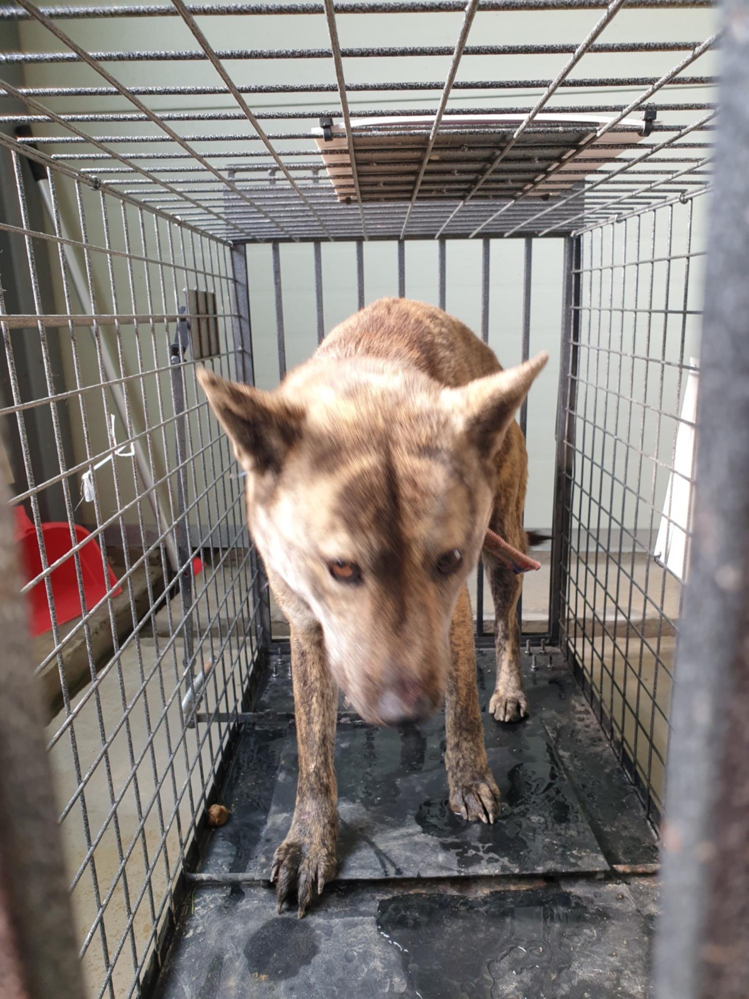 유기동물임시보호센터_446499202300110